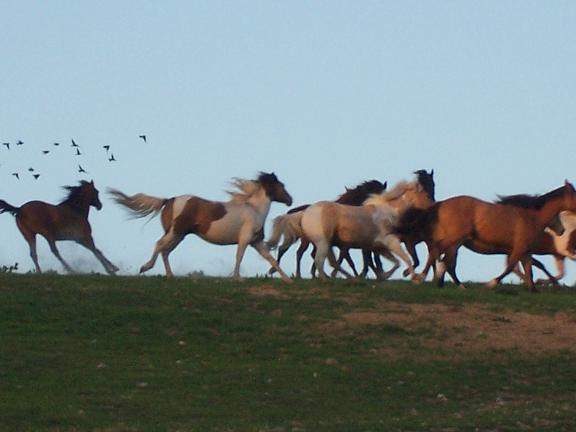 horsesrunning.jpg
